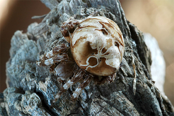 Araneus grossus